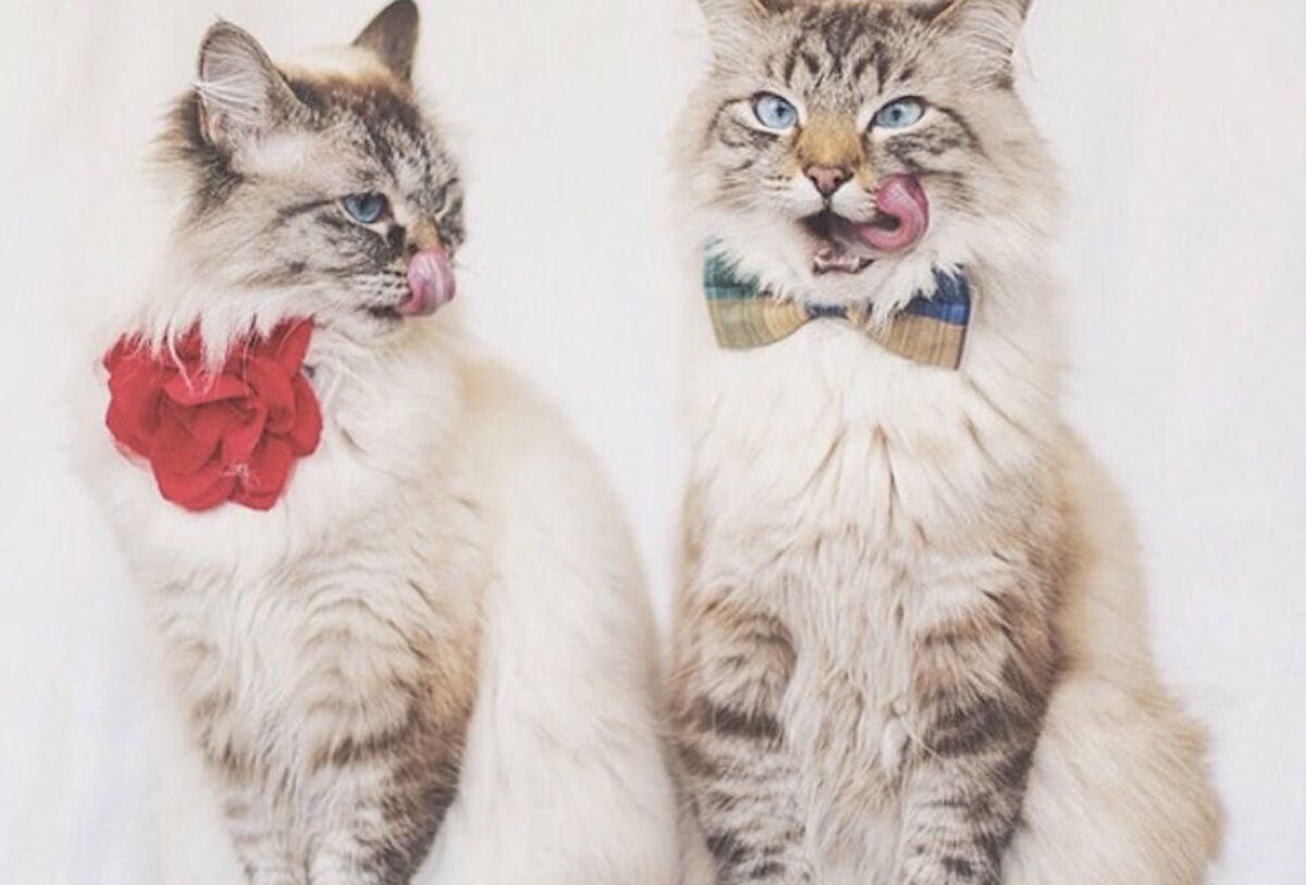 21 Instagram Cats We Want to Cuddle Right Meow - Brit + Co