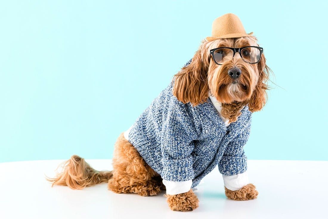 hipster dog costume