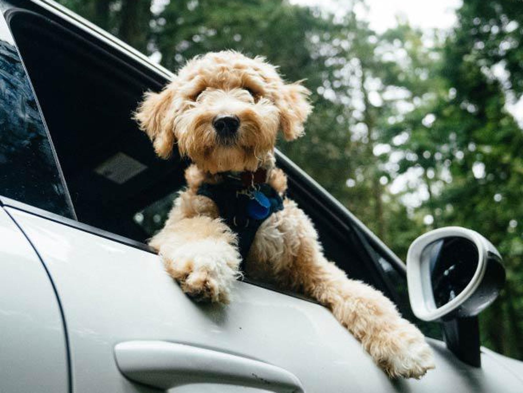 dog leans out the passenger window of a car