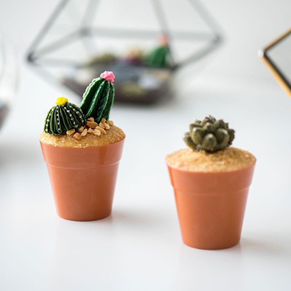 Buttercream Succulents & Cacti Baking Class