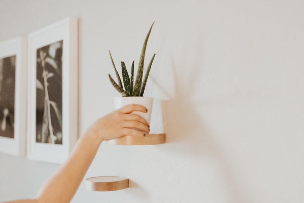 aloe vera indoor plants