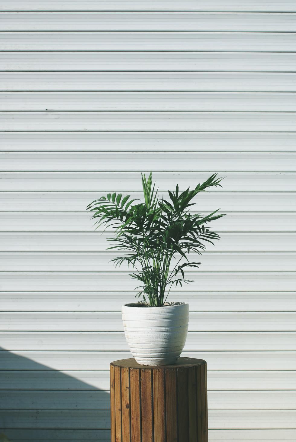 parlor palm plant