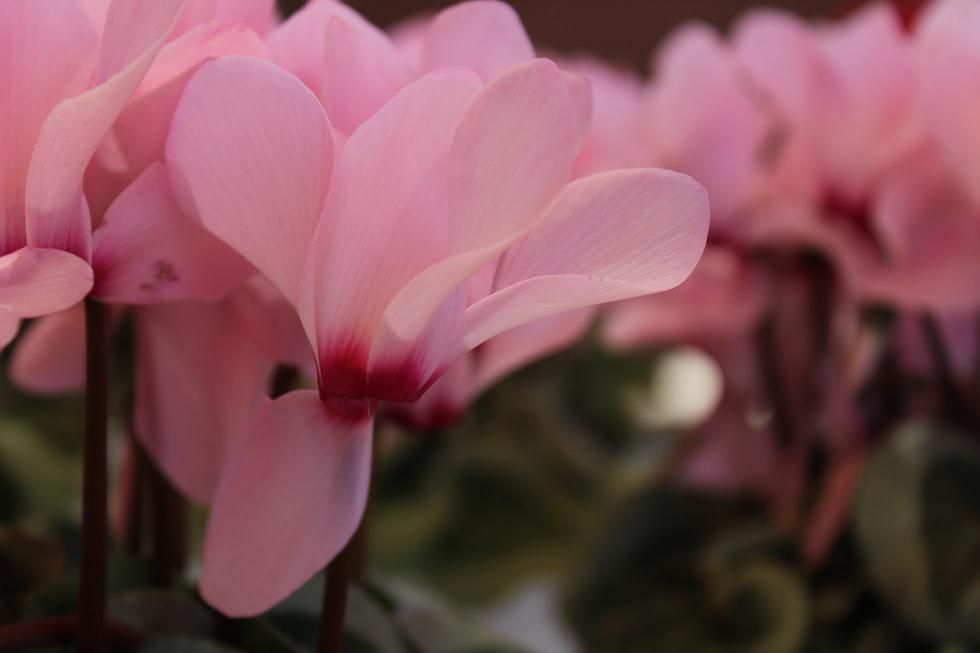 field of pink cyclamen flowers