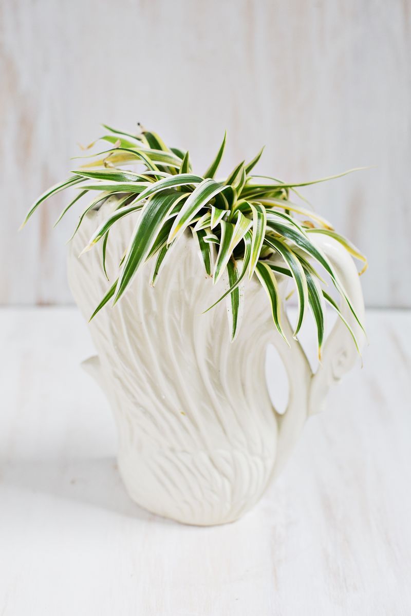 best indoor plants for air purification spider plant