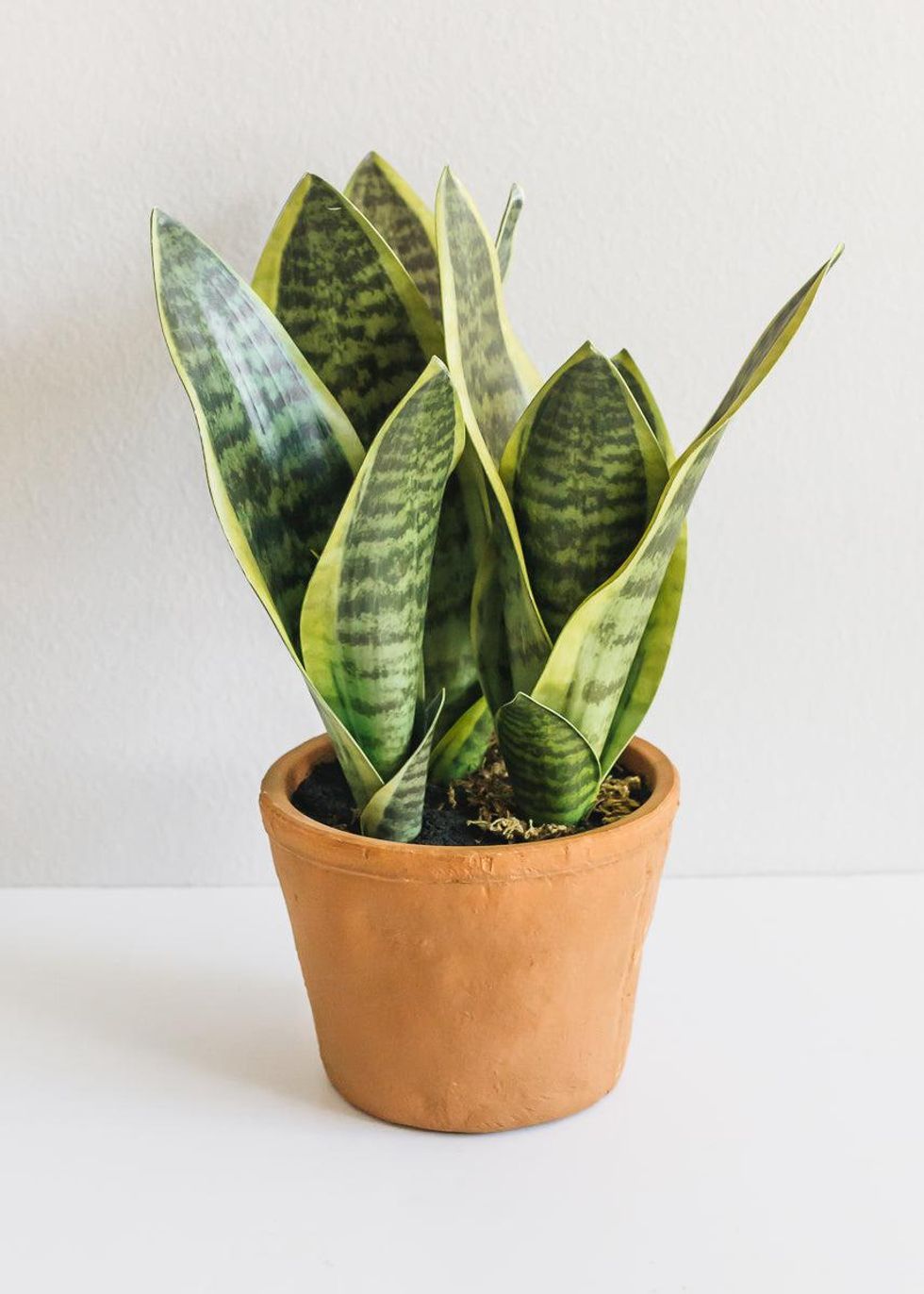 fake snake plant