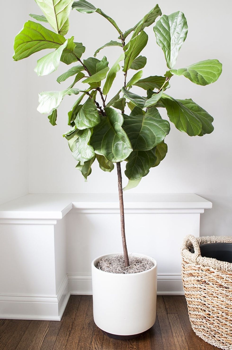 Fiddle Leaf Fig tree