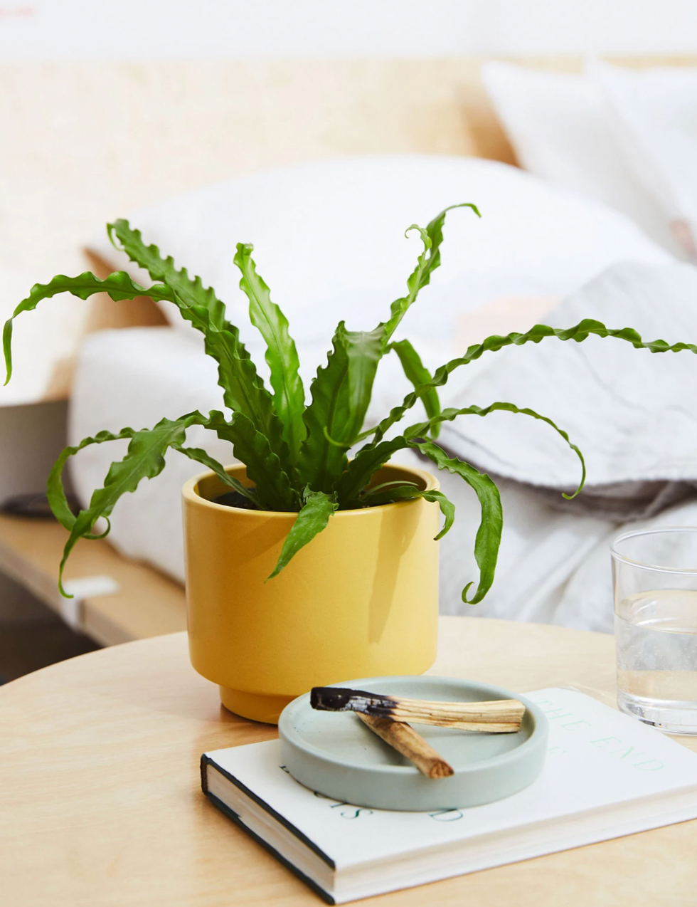 gifts for plant lovers the sill fern