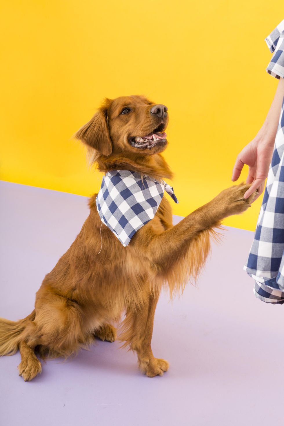 golden retriever shaking hands with a human