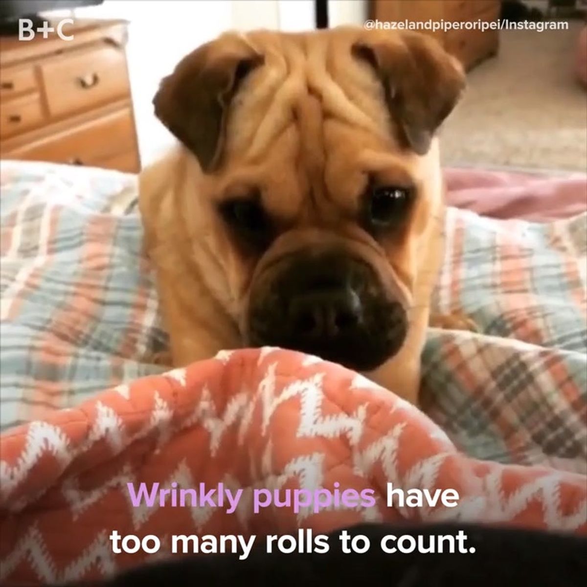 Wrinkly Puppies Are the Cutest Thing You’ll See All Day