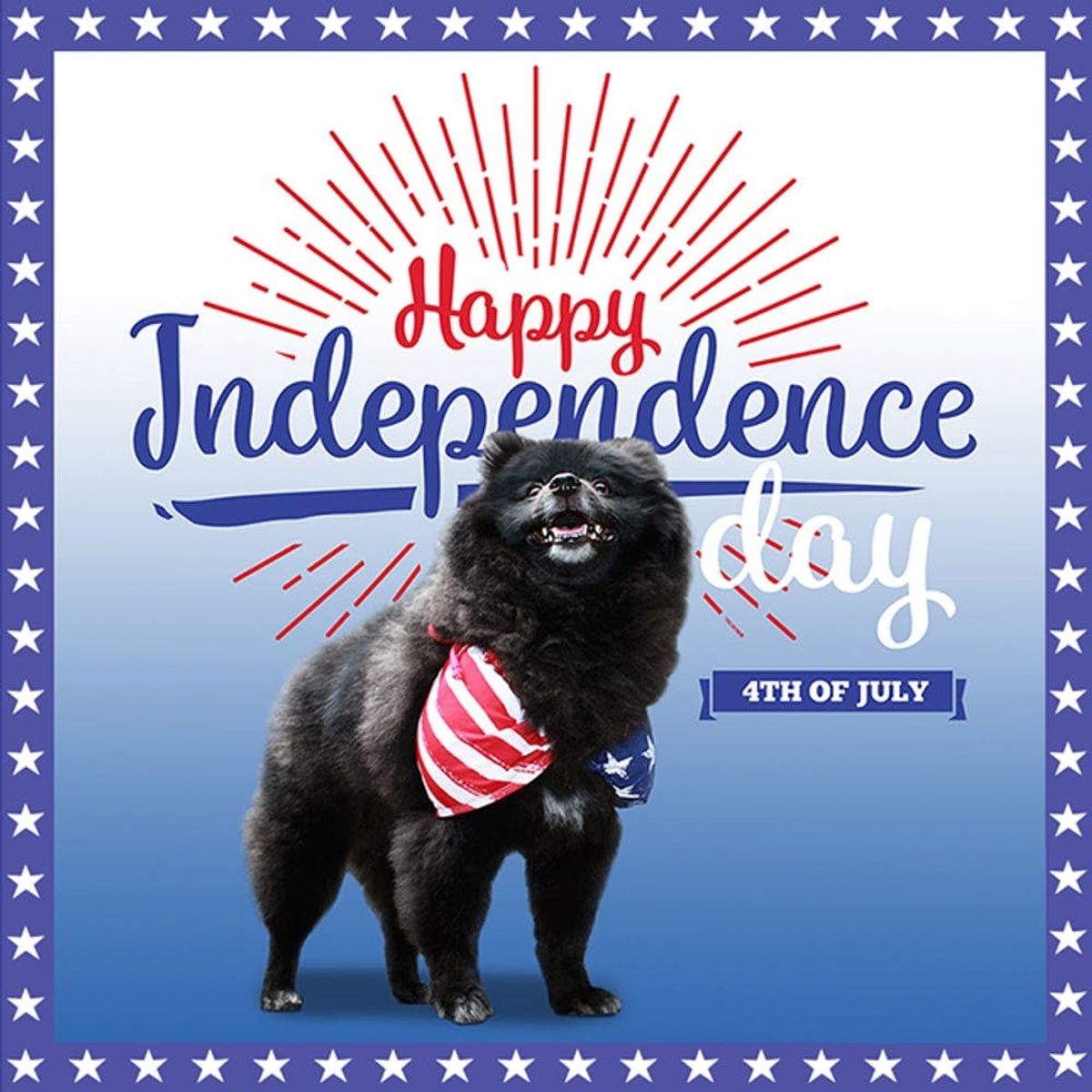 The 35 Cutest Dogs Dressed Up for the 4th of July