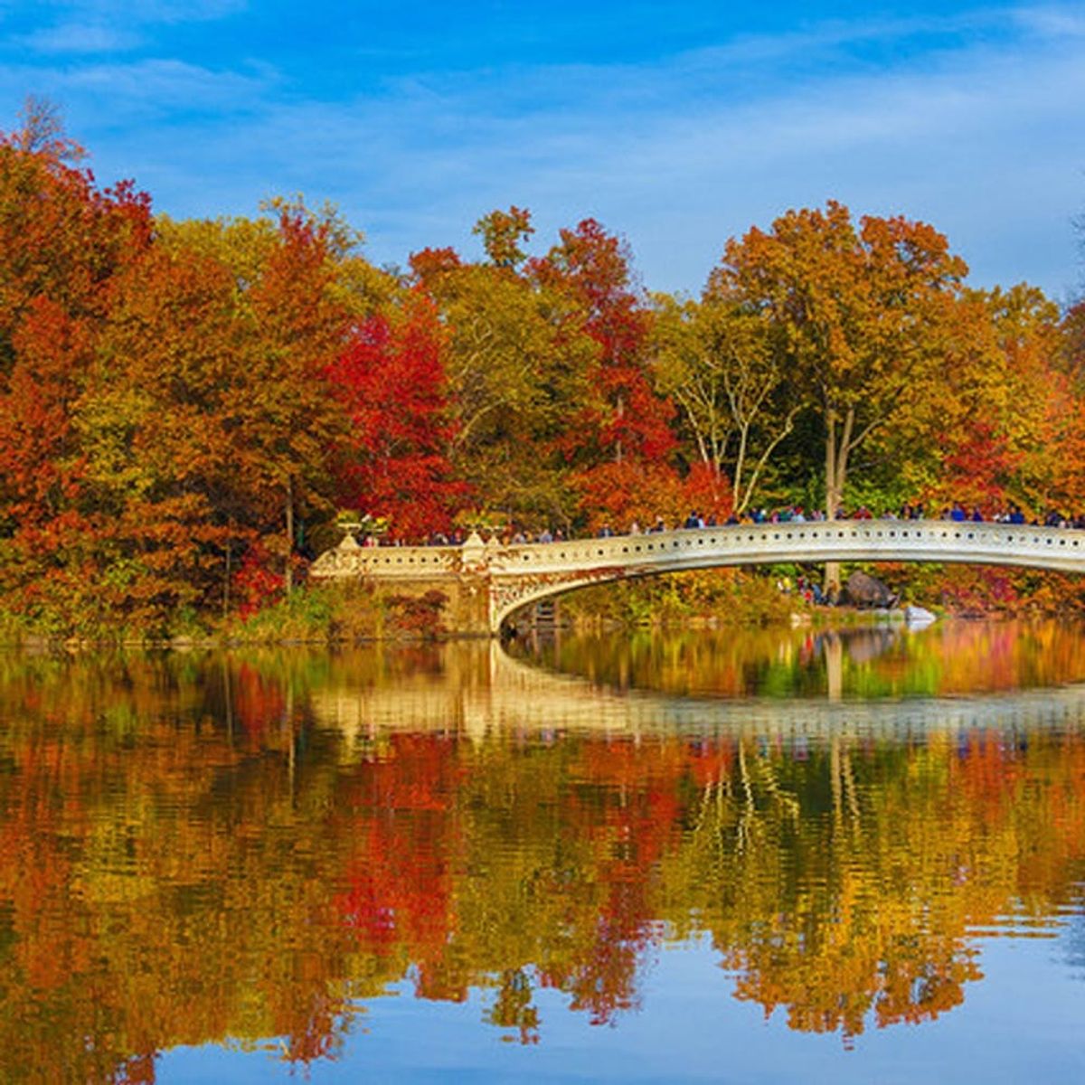 WTF: You Can Now Buy New England Foliage for $20