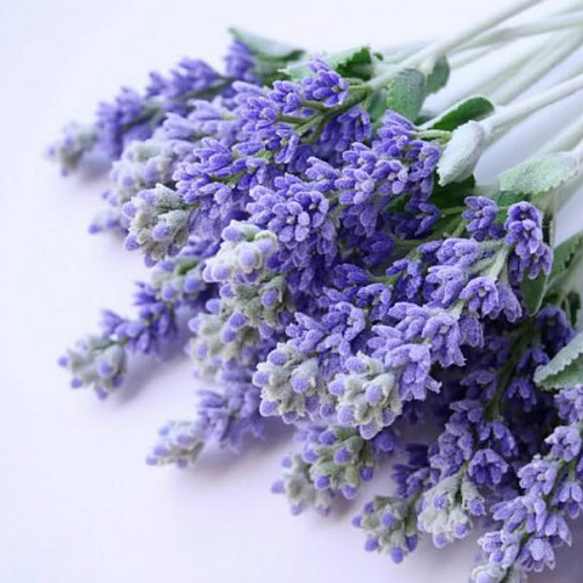 11 Ways Beauty Bloggers Use Lavender in Their Beauty Routines