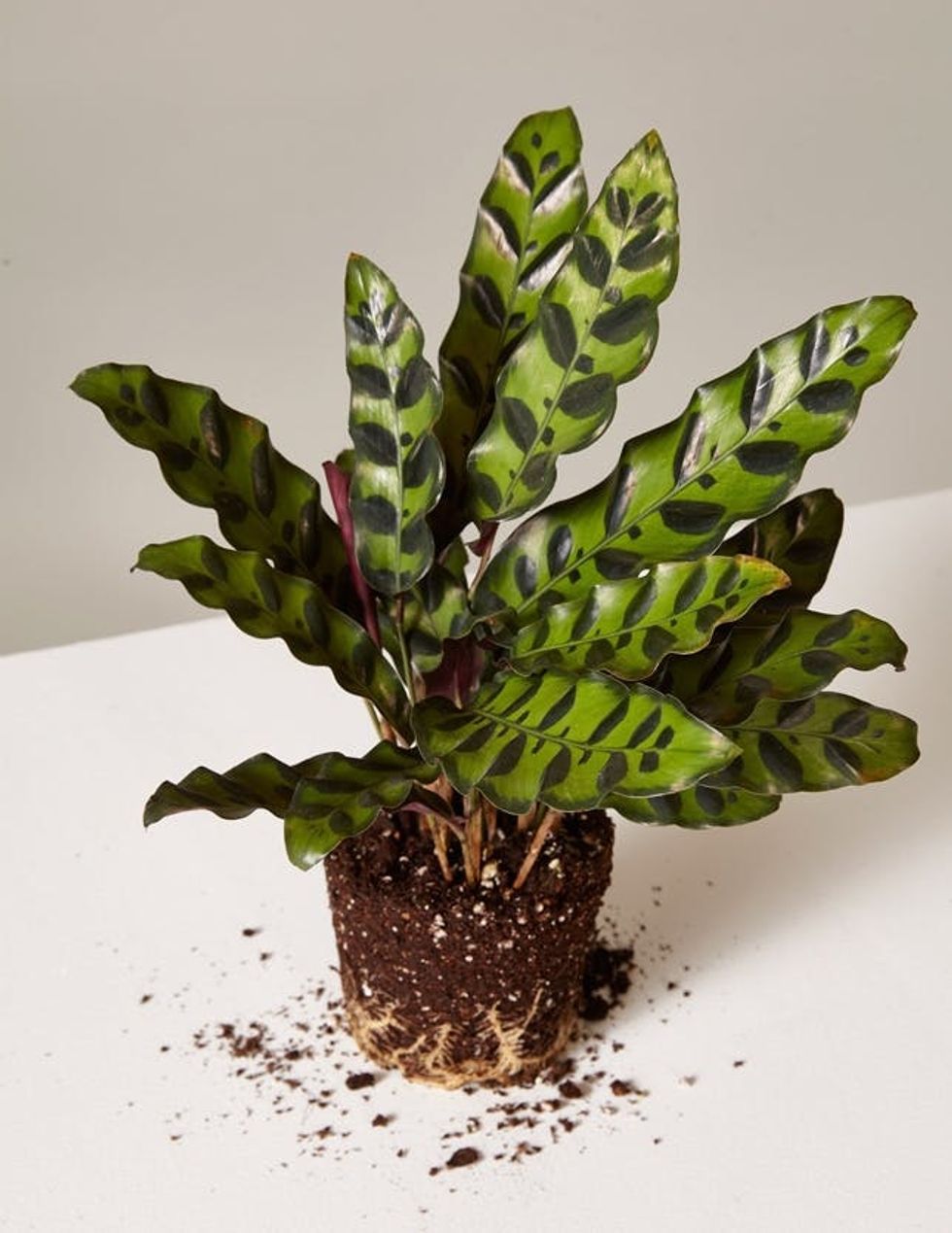 How To Keep These 5 Trendy Indoor Plants Alive - Brit + Co