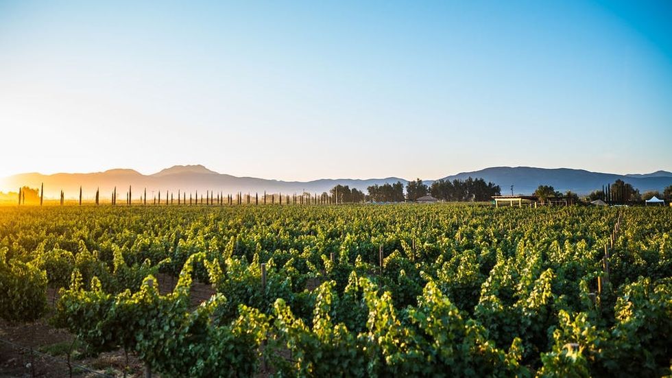 Visit This Wine Region in Baja to Discover Mexico’s Best Kept-Secret ...