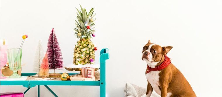 Midlee Pineapple Dog Halloween Costume (large) : Target