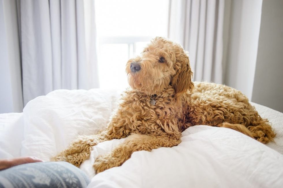 How Pet-Loving Home Decor Pros Really Keep Their Place Photo-Ready ...