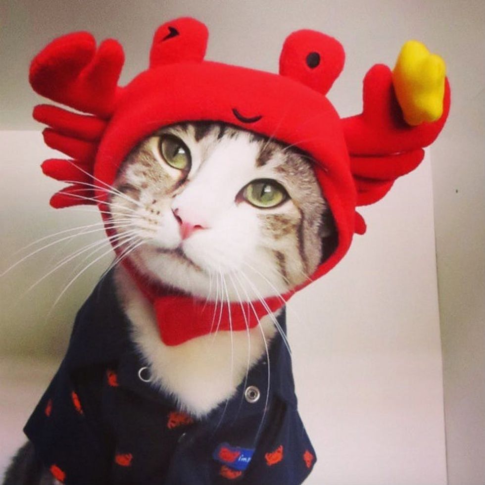 Purrfect Pals Halloween Cat Costume: Stylish & Funny Pet Apparel For  Autumn/Winter Festivities From Xinliang_qb, $19.58