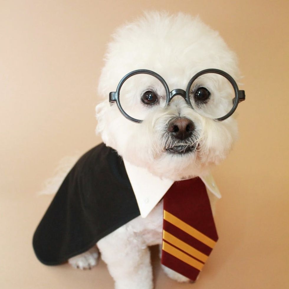 17 Harry Potter Names Perfect For Your Magical Pet Brit Co