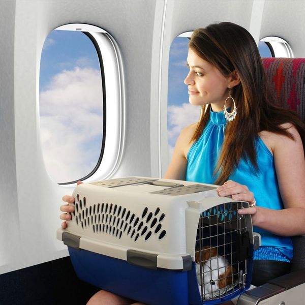 Have Dog, Will Travel: Tips for Flights