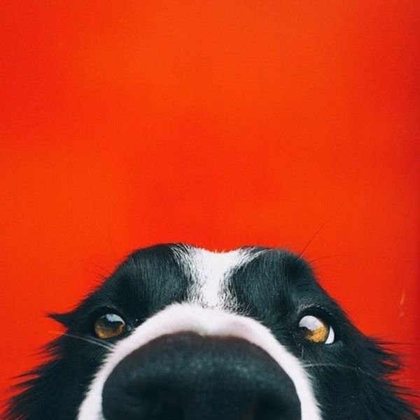 Border collie – Brit