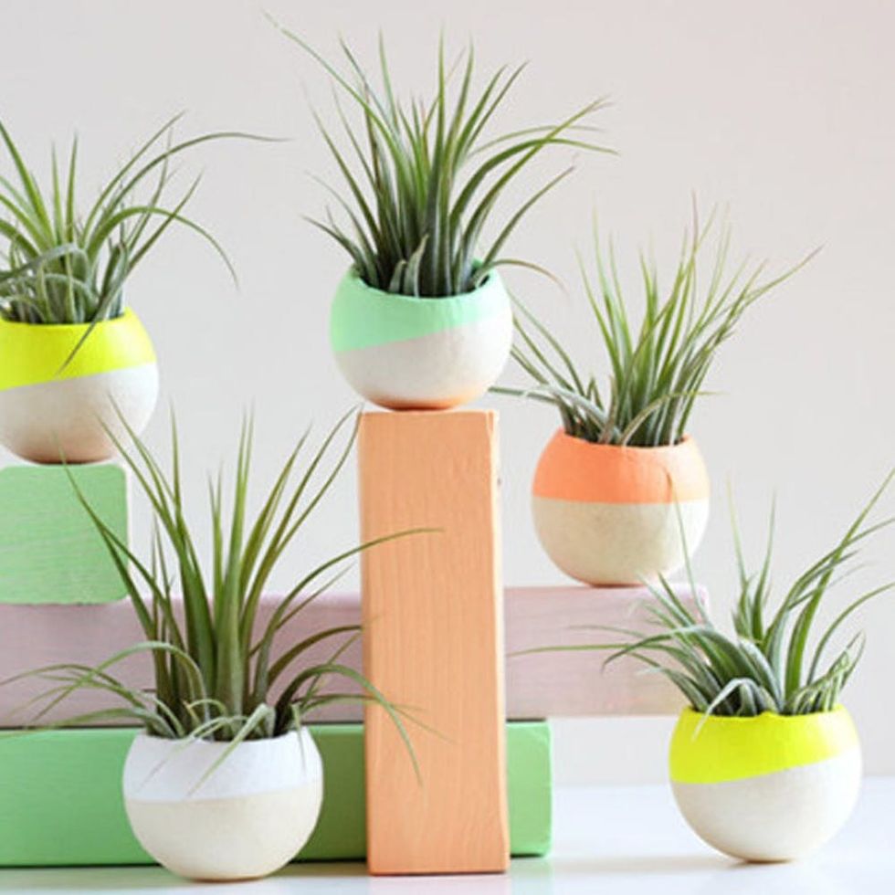 Vertical Terrarium  Plant pot diy, Succulent terrarium, Air plant