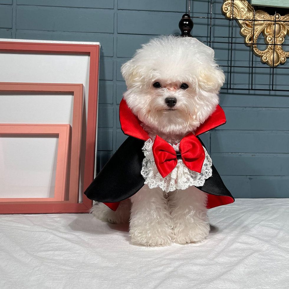 100 Genius Pet Costumes for Halloween - Brit + Co