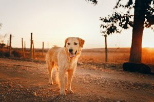 the petco national dog day sale has deals on dog treats, apparel, accessories, and more