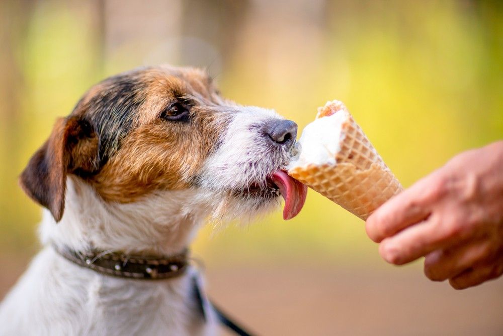 dog ice cream