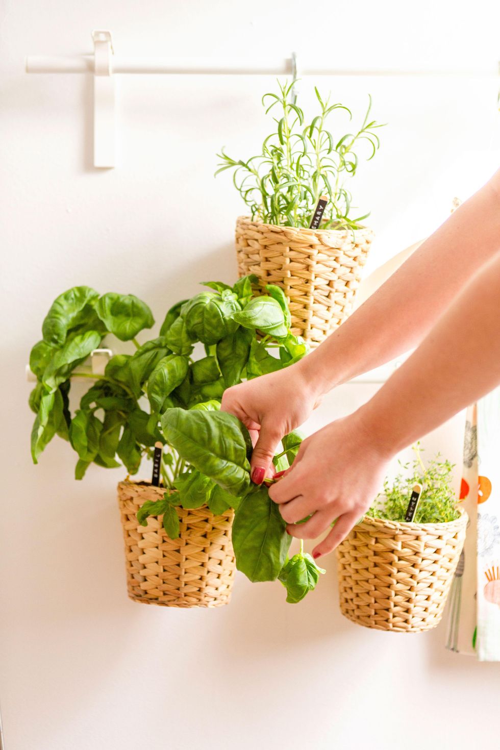 indoor garden with plants in hangers