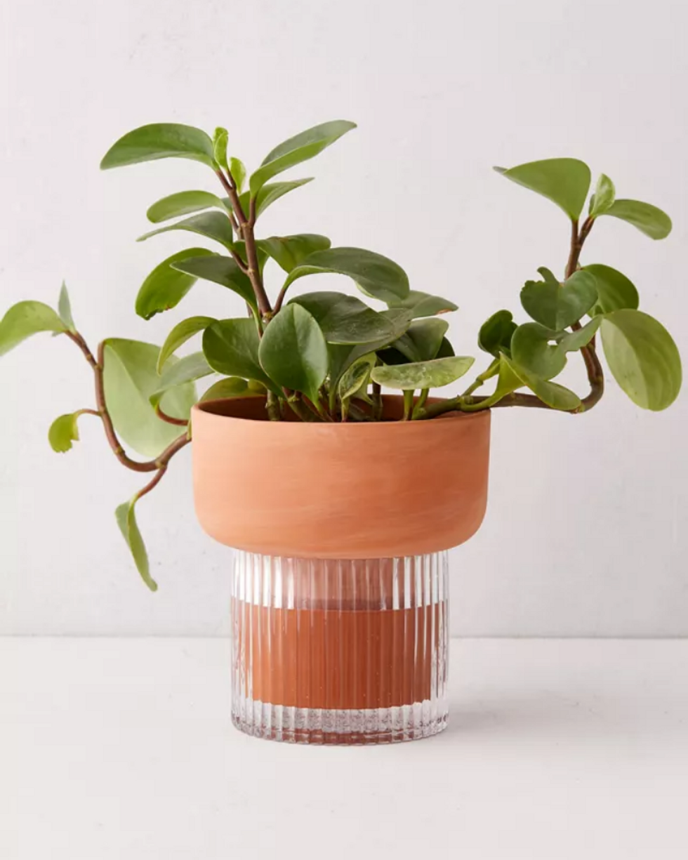 Izzie Self-Watering Planter