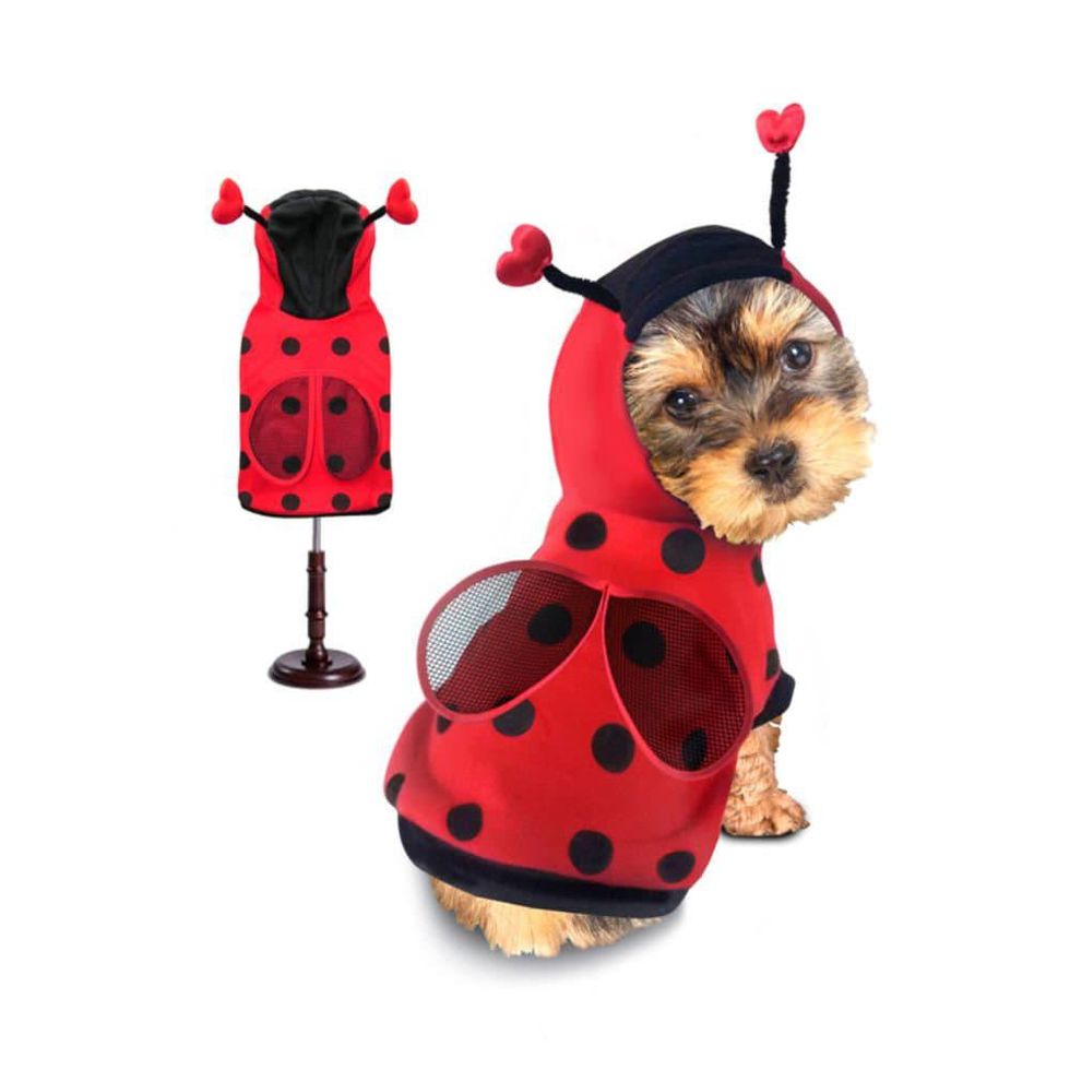 100 Genius Pet Costumes for Halloween - Brit + Co