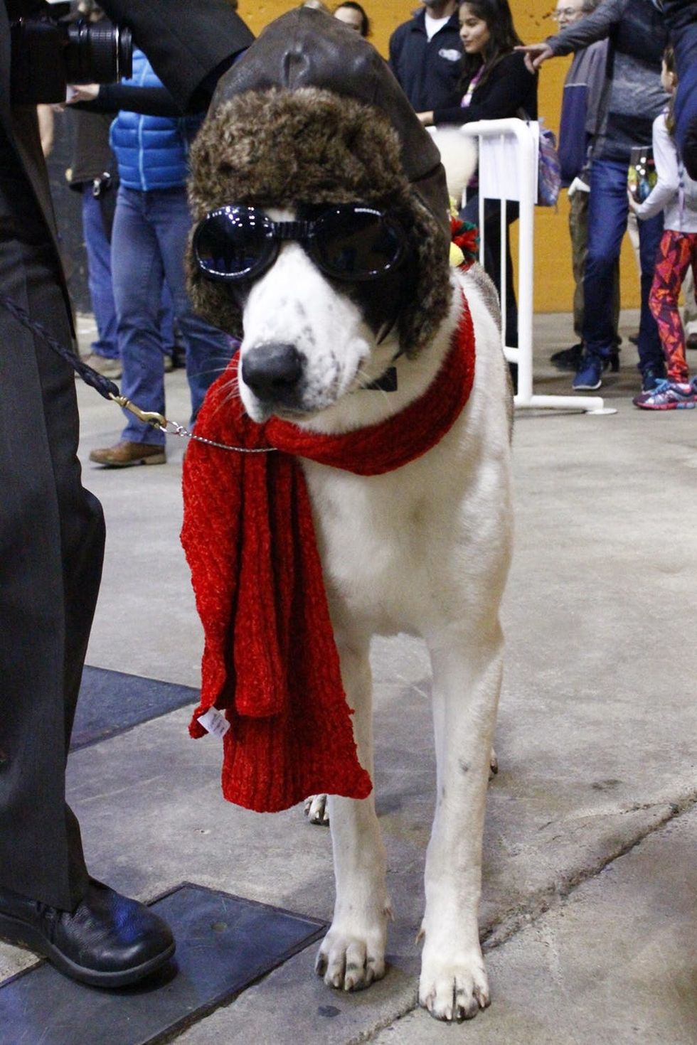 The 9 Cutest Dog Costumes We Spotted at the San Francisco Dog Show