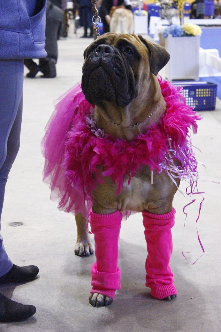 The 9 Cutest Dog Costumes We Spotted at the San Francisco Dog Show