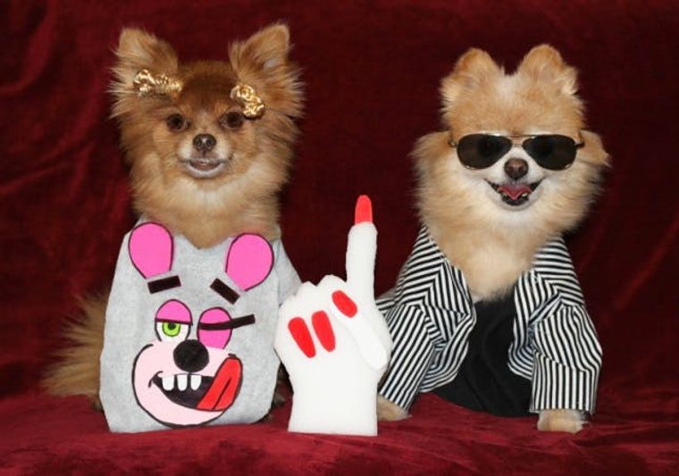 https://www.brit.co/media-library/miley-cyrus-pet-costume.jpg?id=20955051&width=760&quality=90