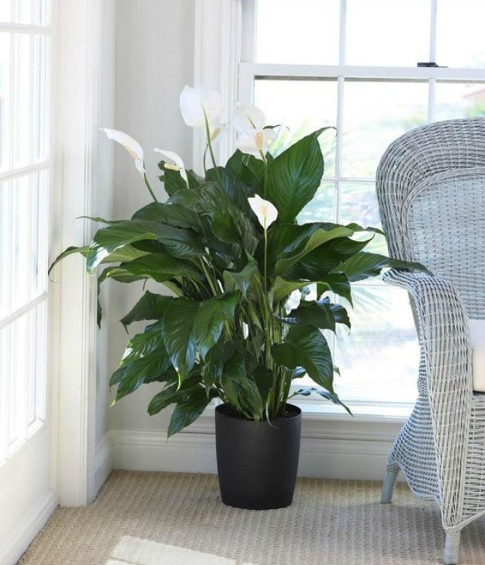 peace lily indoor plants