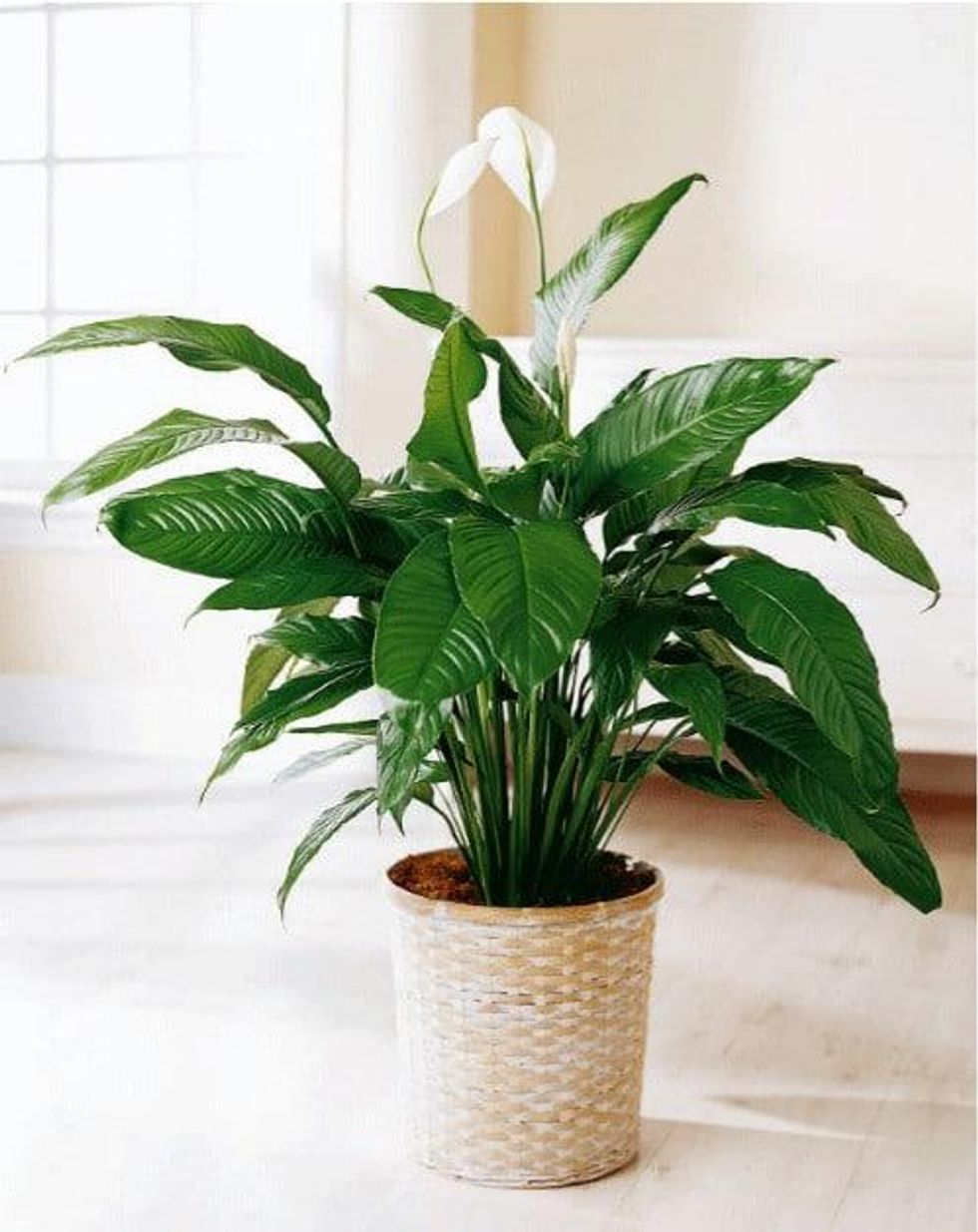 peace lily