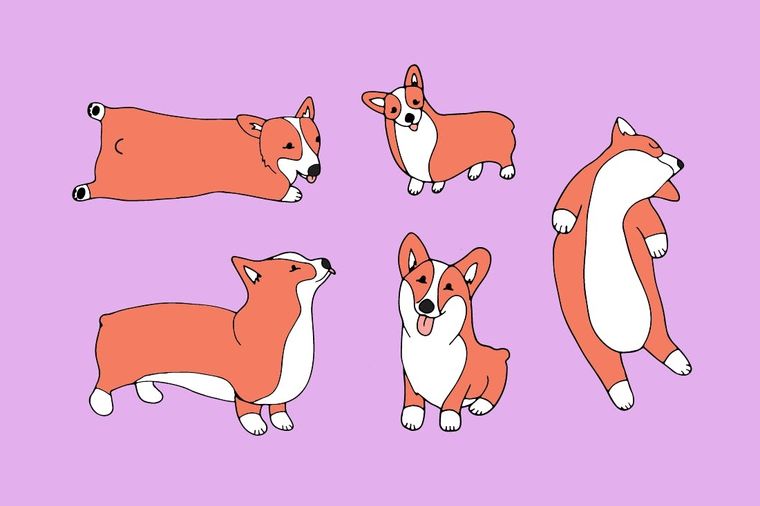 These Cat and Corgi Desktop and Smartphone Wallpapers Will Give You All the  Feels - Brit + Co