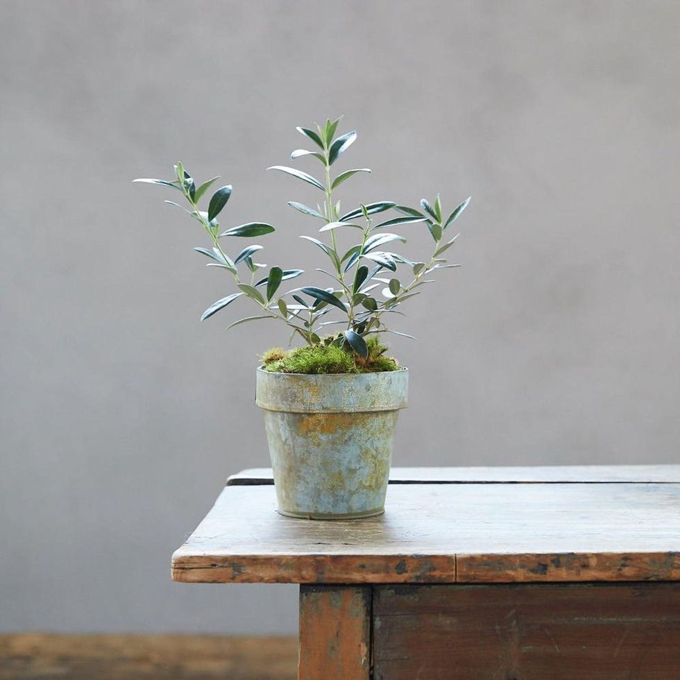 pot sitting on a table