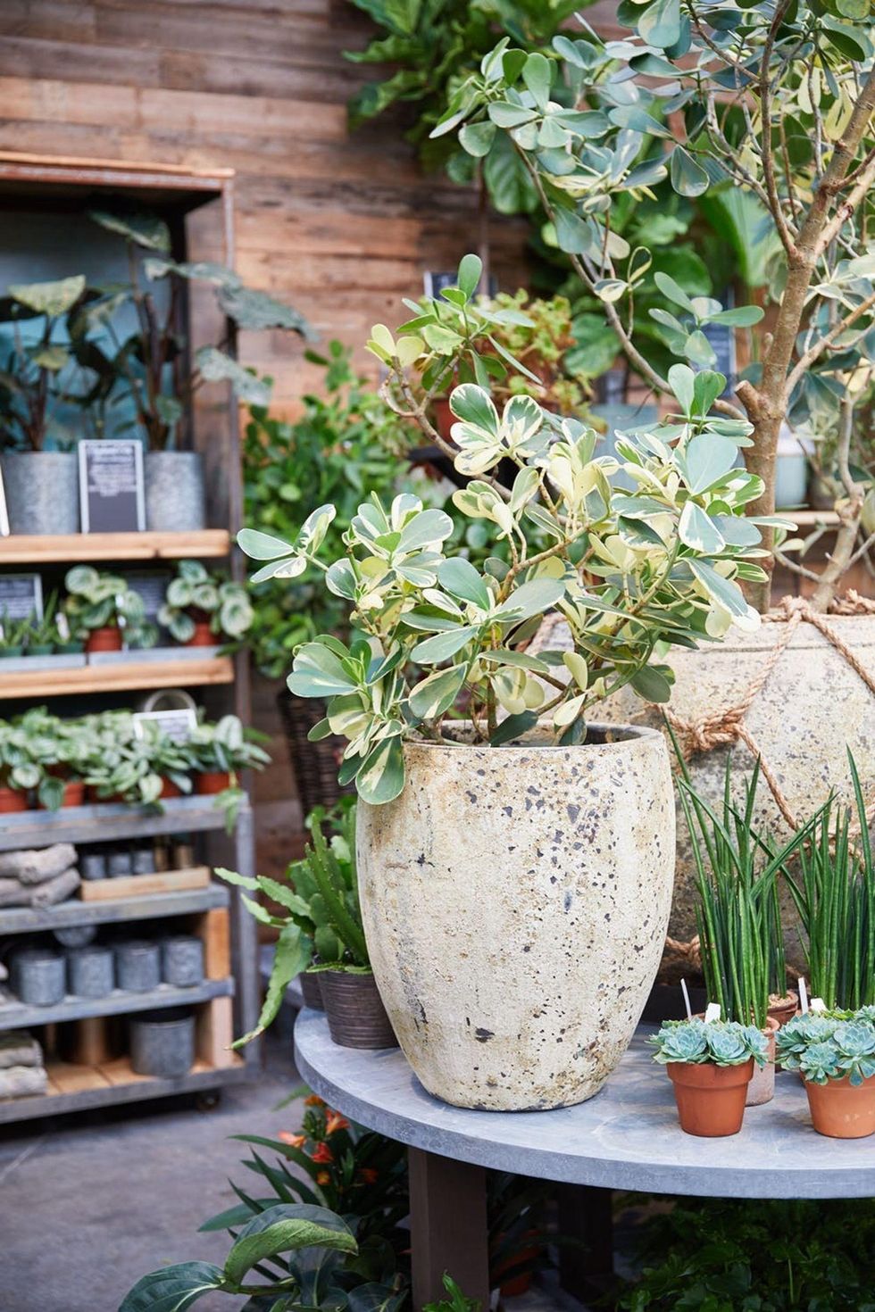 potted plant oudoors on a table surrounded by tiny plants