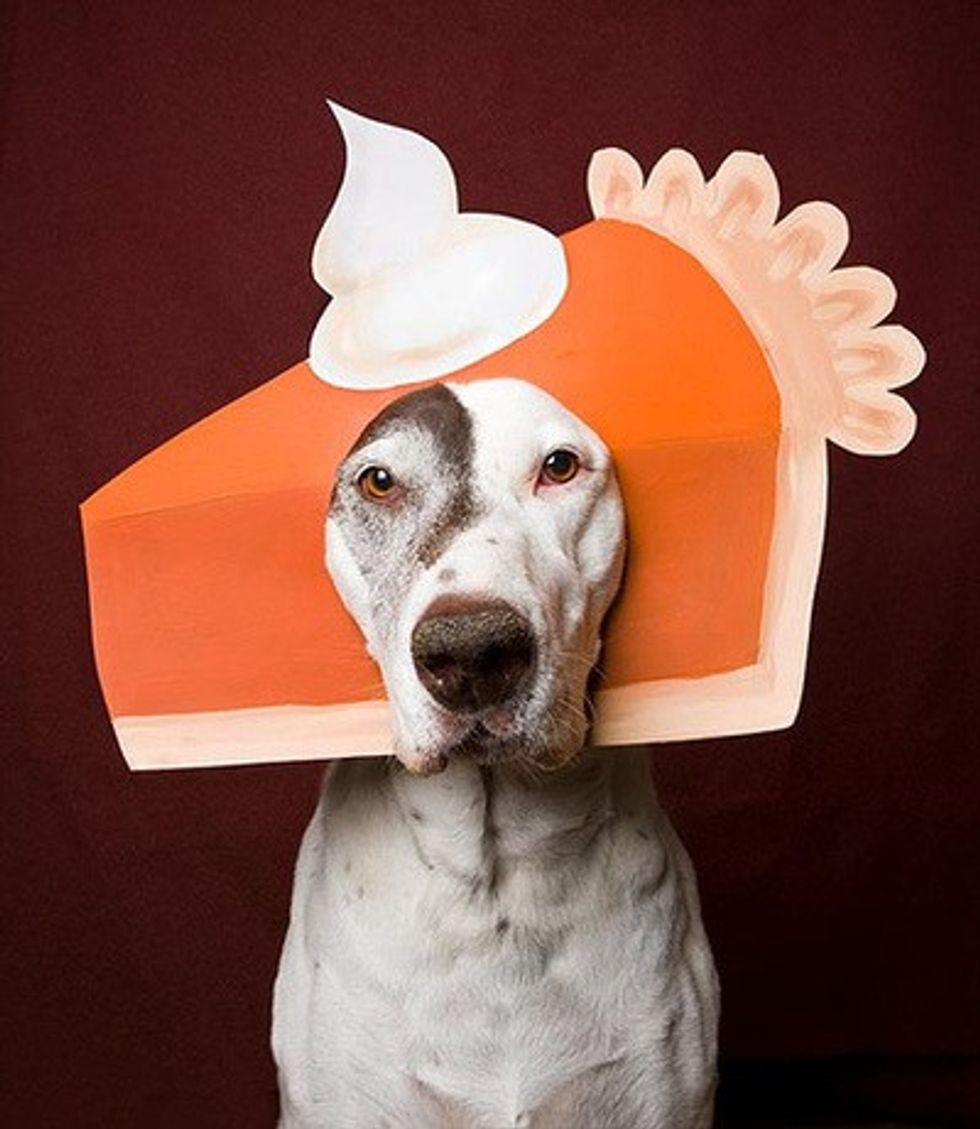 stunning-best-dog-halloween-costumes-for-funny-in-inspiration-and