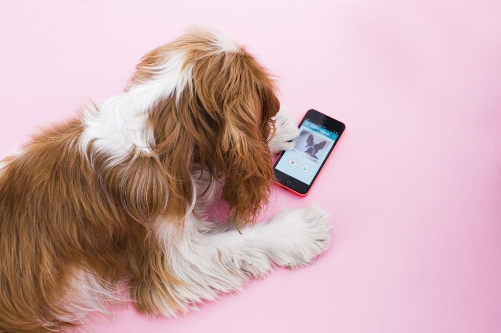 puppy scrolling through a dating app