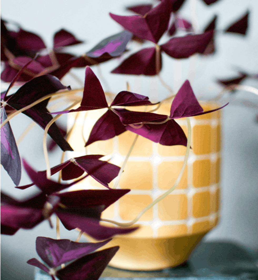 purple Oxalis in a yellow pot