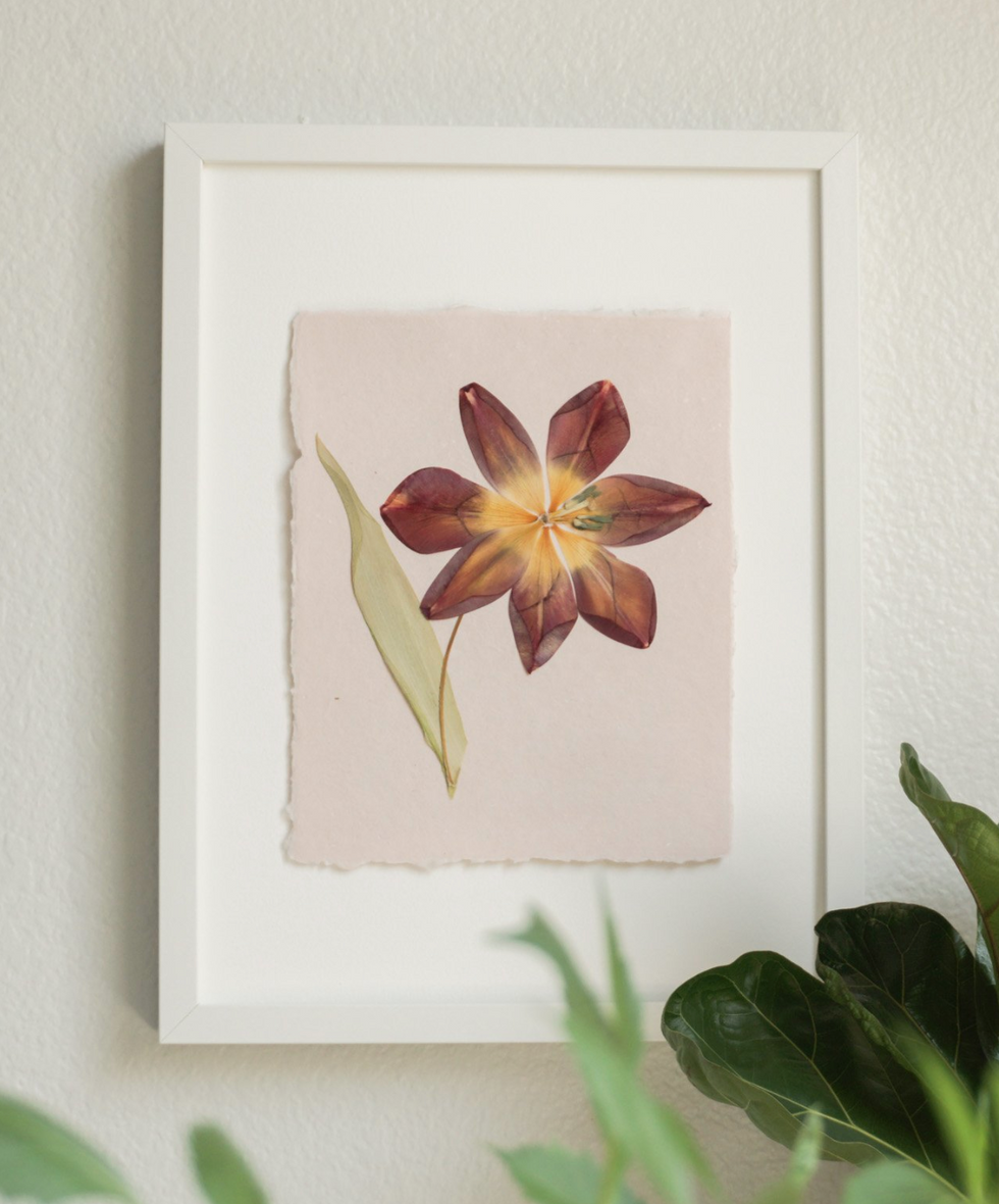 Sunday Sunshine Framed Pressed Tulip Art