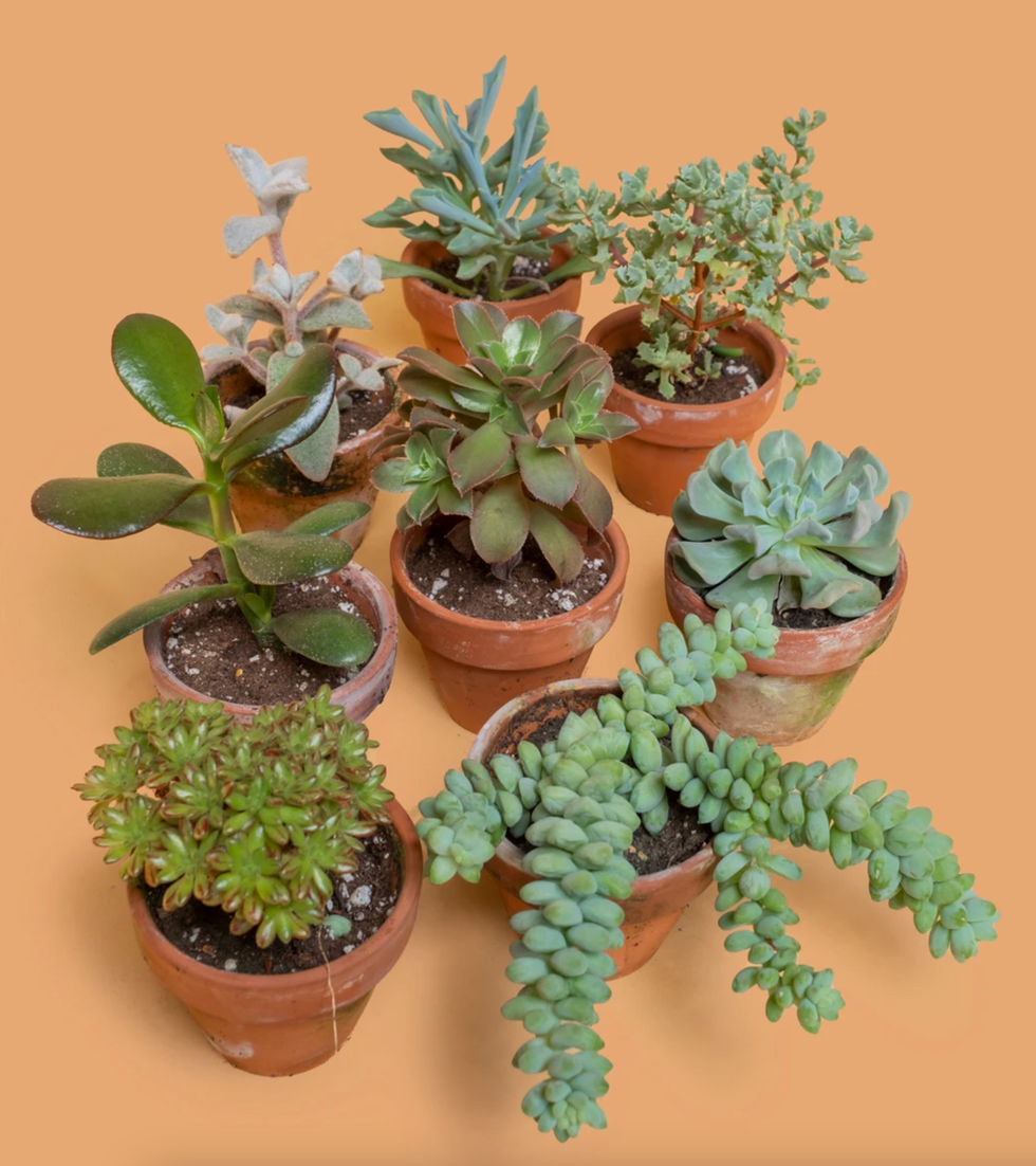 surprise succulent gift for plant lovers