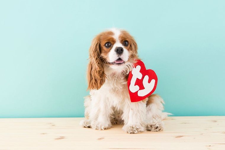 DIY Beanie Baby Costume For Dogs - Brit + Co