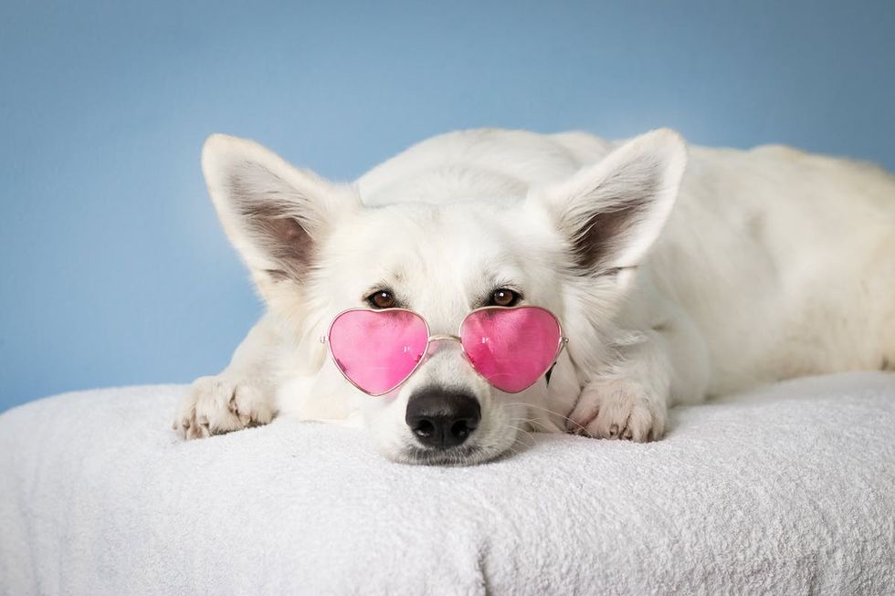 white dog with heart sunglasses